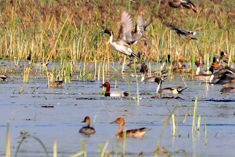 Samaspur Bird Sanctuary